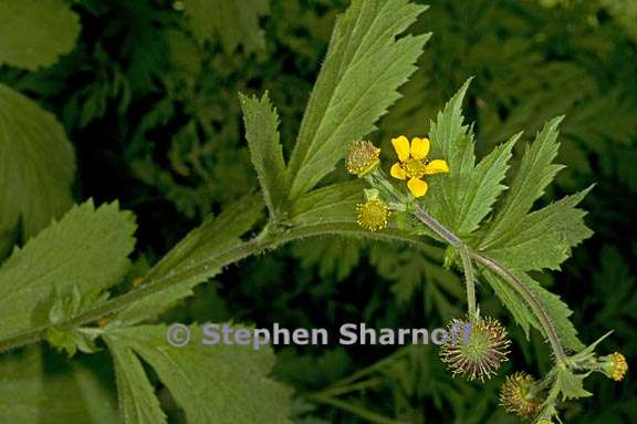 geum macrophyllum 2 graphic